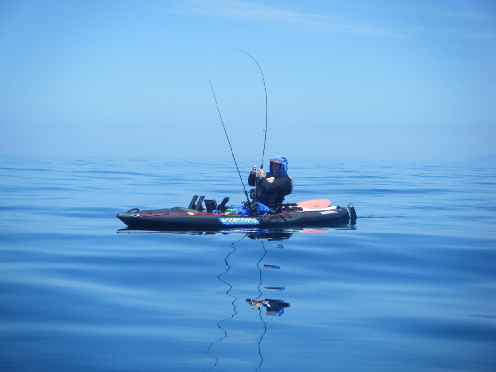 Softbait rod in action