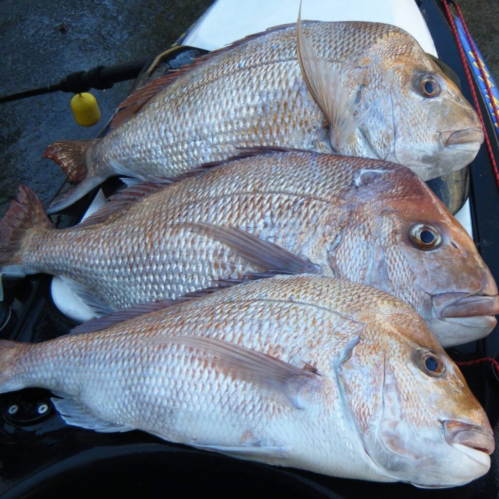 Triple snapper success using the K-Labs softbait rod — unmatched performance on the water