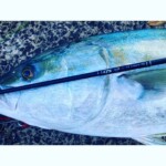 Kingfish 15kg caught on 2-4kg setup,Reel was a Daiwa Exist 2500 PE1 hooked in 4meters of water landed in 15m towed the kayak 800m played appx 35minutes. K-Labs-softbait-rod-light-tackle