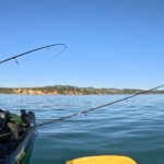 Softbait rod under load on calm New Zealand water