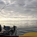 K-Labs softbait rod bent under load over calm New Zealand water