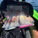 Snapper caught on slow jig beside fish finder in New Zealand waters