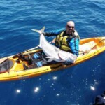 Angler holding large kingfish on kayak in deep blue New Zealand waters