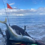 Great fun on light tackle Soft bait rods.