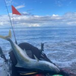 Great fun on light tackle Soft bait rods.