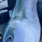 Firing Softbaits around in the shallows turns up some good fish.