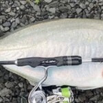 Light tackle fishing in the shallows chasing trevally. 2-4kg Alps RPD reel seat designed with comfort in mind. Shot through graphics. Trevally caught on a light spinning rod in shallow water