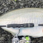 Light tackle fishing in the shallows chasing trevally. 2-4kg Alps RPD reel seat designed with comfort in mind. Shot through graphics. Shallow water fishing for trevally